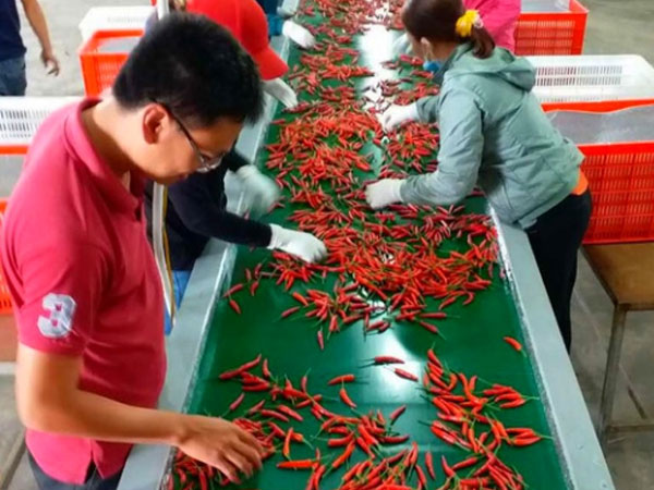 Trồng ớt mang về cho Bầu Đức mỗi tháng hơn 30 tỷ đồng
