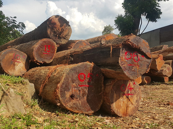 Vụ gỗ lậu khủng: 4 cuốn sổ bí mật của Phượng 'râu' ghi những gì?