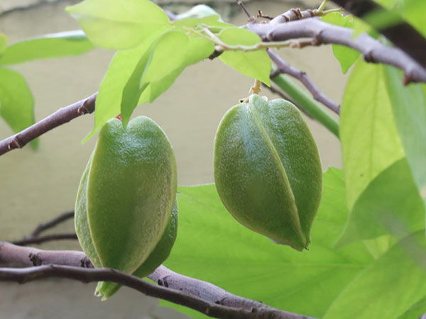 Hôn mê sâu sau khi ăn 4 quả khế