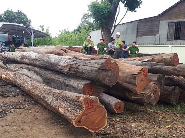 Vụ bắt gỗ lậu tại Đắk Lắk: Tiết lộ 'sốc' từ Cục Kiểm lâm