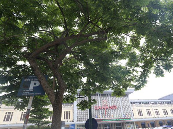 Hà Nội dời hàng loạt cây sưa đỏ để làm Metro