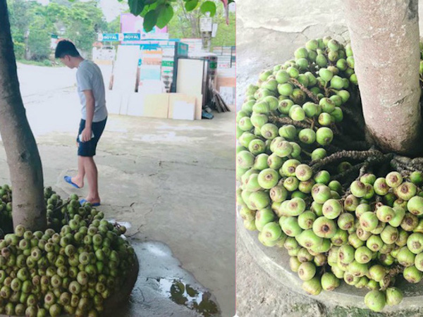 Khoe cây sung quả mọc từ gốc sai trĩu, thanh niên mở ra cuộc tranh cãi trên mạng xã hội