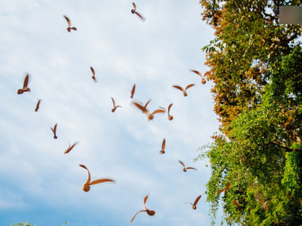 Mùa chò nâu xoay tít trên đỉnh đầu - Những 'vũ điệu' quyến rũ người Sài Gòn khắp mọi nẻo đường
