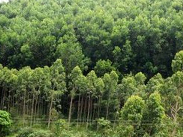 Quảng Ninh: Truy tìm tung tích bộ xương nam giới trên đồi keo