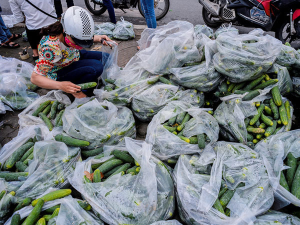 Sinh viên đội mưa 'giải cứu' hàng tấn dưa chuột cho nông dân xứ Nghệ
