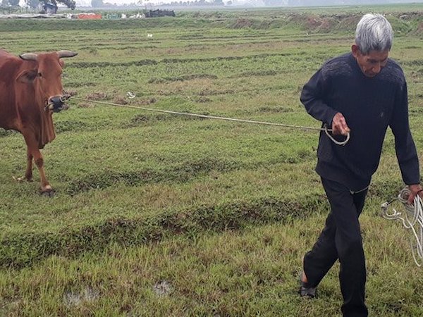 Thanh Hóa yêu cầu kiểm điểm vụ chăn trâu bò phải đóng phí cỏ