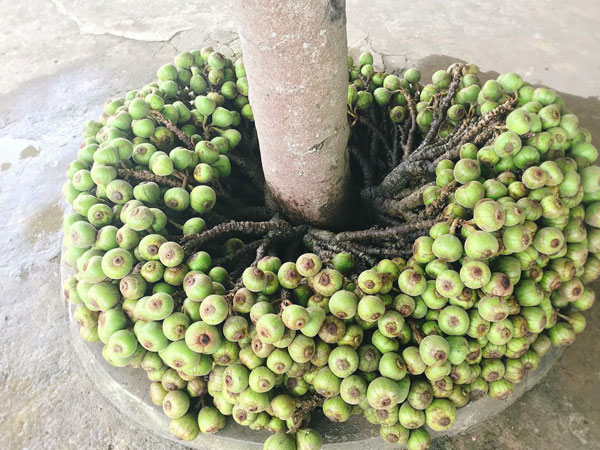 'Cái cây lạ' bỗng nhiên gây tranh cãi trên MXH vì quả mọc chi chít ở gốc