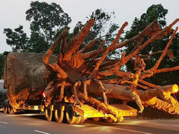 Phó thủ tướng yêu cầu làm rõ trách nhiệm vụ xe chở 3 cây đa 'khủng'