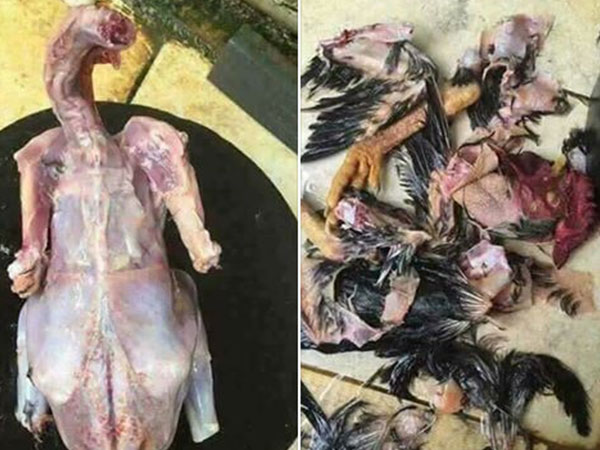 Bố dặn làm gà thật sạch lông, cô nàng không những vâng lời mà còn tạo ra một tác phẩm mang tên 'gà dị dạng'