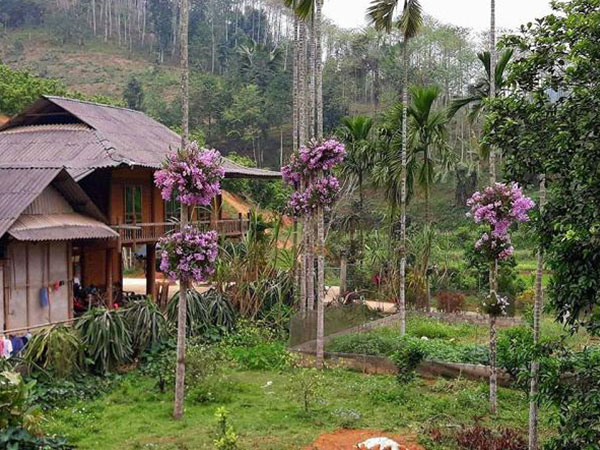 Lạ mà hay: Cho lan 'sống chung' với cây cau, ngắm hoa đẹp ngỡ ngàng
