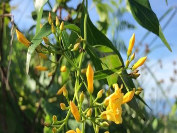 Buồn chuyện gia đình, thiếu nữ ăn lá ngón tự tử
