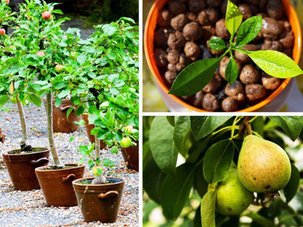 8 loại cây ăn quả có thể trồng từ hạt mà bạn nên trồng trong nhà mình