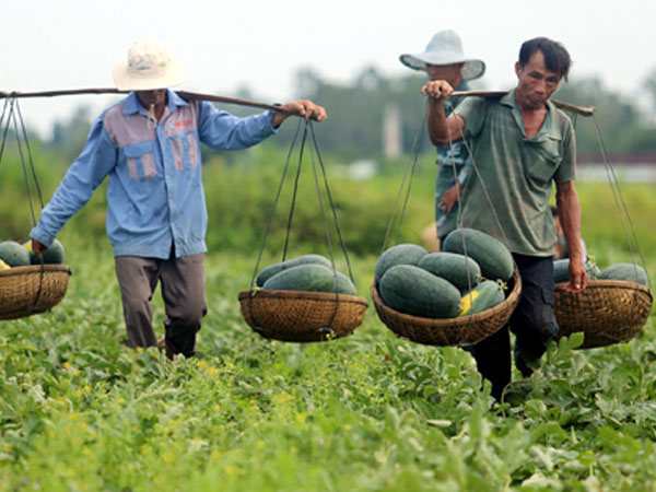 Quảng Nam gửi thư kêu gọi 'giải cứu' dưa hấu ứ đọng