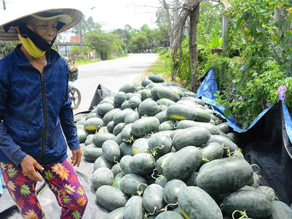 Thương lái Tàu 'bỏ bom' ngàn tấn dưa hấu, vét sạch rễ hồ tiêu