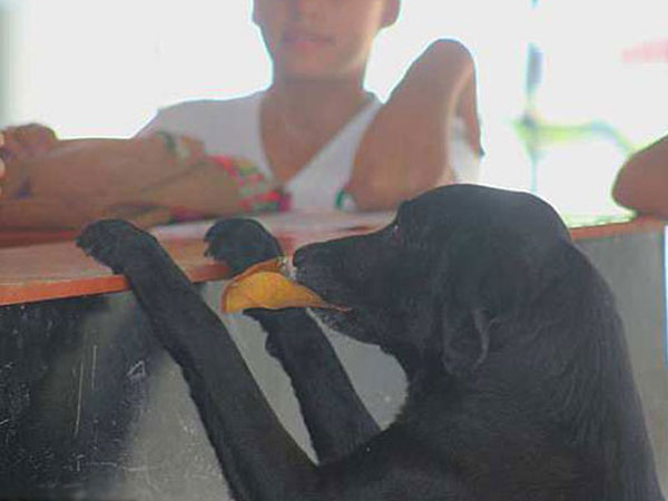 Chú chó bị bỏ rơi đổi lá lấy bánh quy để sống qua ngày