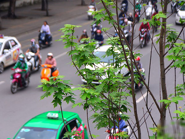 Triệu người thay đổi suy nghĩ khi Hà Nội rợp bóng cây này