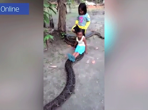 2 bé gái Indonesia hồn nhiên cưỡi trăn khổng lồ