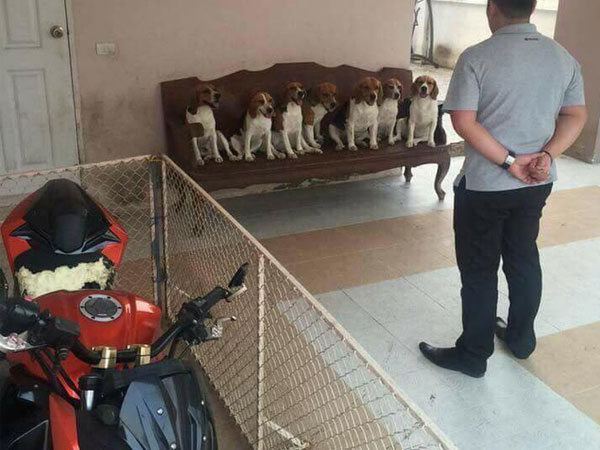 Quây xe trong rào sắt, khổ chủ dở khóc dở cười vì vẫn bị đàn chó... phá tan xe