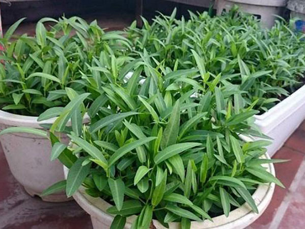 Mách chị em cách trồng rau muống trong thùng xốp đơn giản, sau 1 tháng rau lên phủ kín vườn