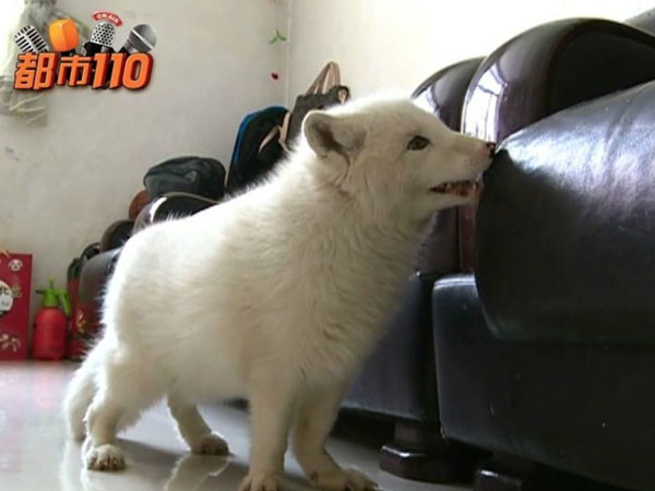Sốc khi phát hiện chó con bất ngờ ‘hóa cáo’