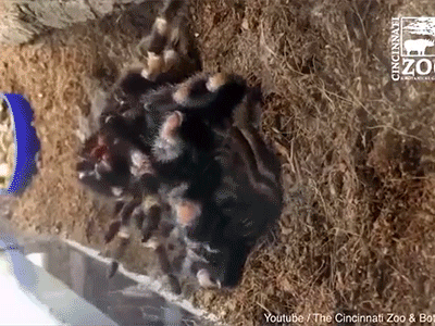 Video: Nhện khổng lồ Tarantula lột xác