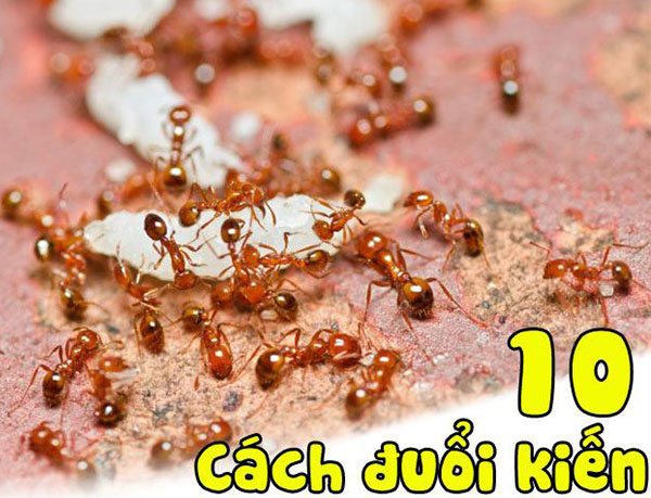 Chẳng cần xịt thuốc, vẫn có 10 cách đuổi kiến 'sạch bách' khỏi nhà vừa nhanh vừa dễ