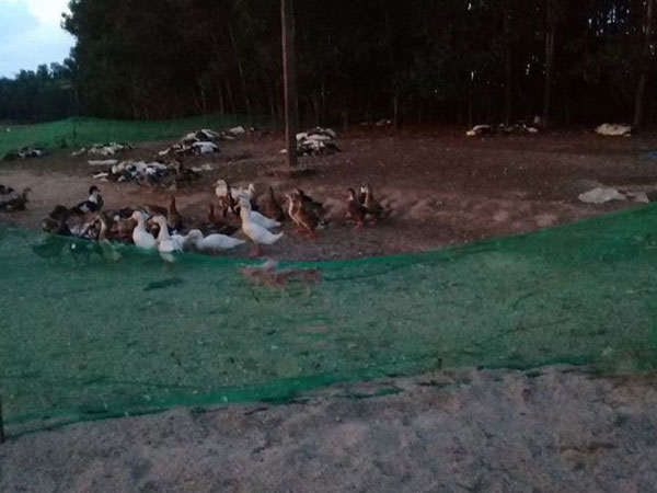 Đàn vịt hơn 1.500 con chết hàng loạt nghi bị kẻ xấu đầu độc