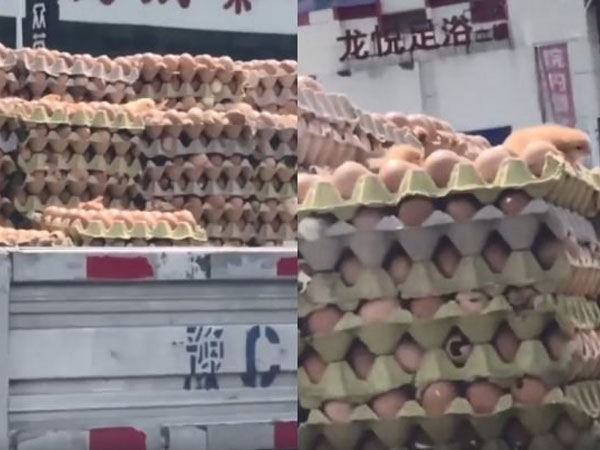 Nắng nóng kinh hoàng, trứng gà nở ngay trên xe tải