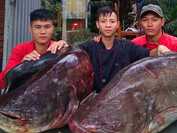 'Hái ra tiền' với những loài 'thủy quái' hiếm, độc, lạ ở miền Tây