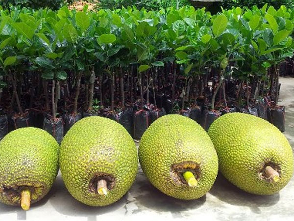 Mít Thái rớt giá mạnh vì Trung Quốc ngưng mua