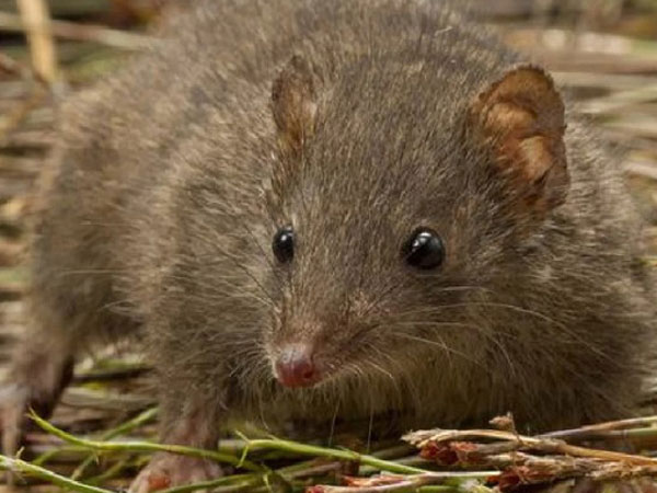Hai loài vật có túi ở Australia nguy cơ tuyệt chủng vì 'nghiện' sex