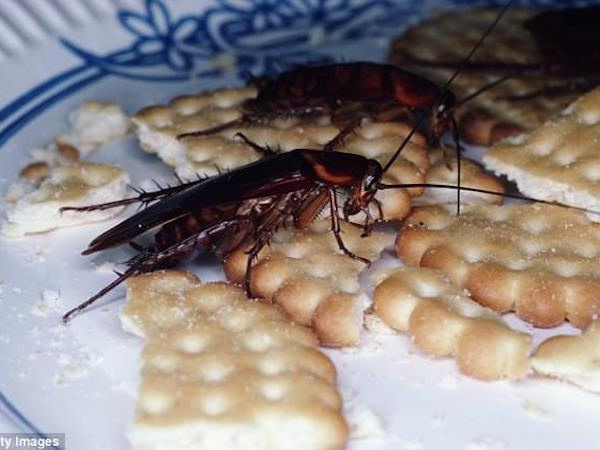 Người đàn ông bị gián bò vào tai, đẻ trứng