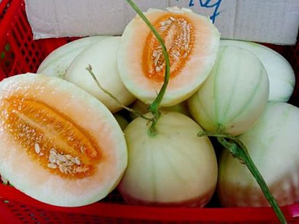 Dưa lê vàng như bí ngô: Đặc sản lạ đích thị hàng Tàu