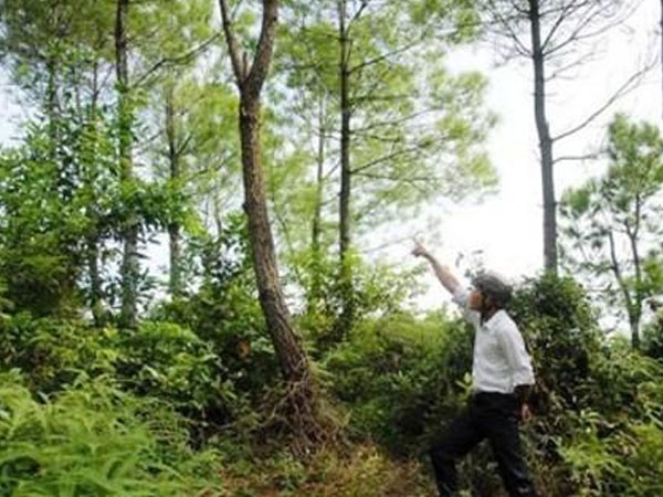 Khai quật thi thể nữ kế toán: Hé lộ từ luật sư