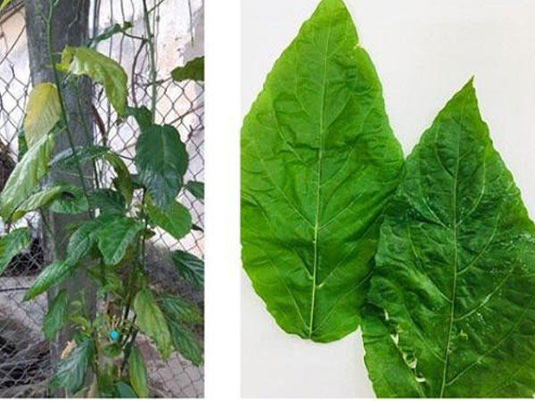 Mẹ dùng lá cây nấu cháo chữa táo bón, con 1 tuổi đi tiểu ra máu, nhập viện cấp cứu