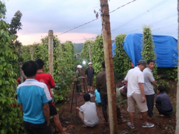 Người đàn ông tử vong bất thường với nhiều vết bầm tím tại rẫy hồ tiêu của gia đình
