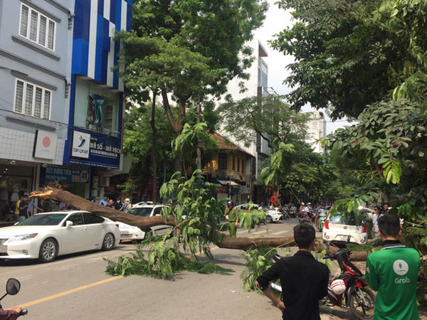 Hà Nội: Cây to bật gốc đè bẹp rúm xe sang Lexus đỗ ven đường