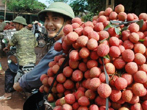 Thực hư 10.000 đồng mua 3kg vải thiều Bắc Giang