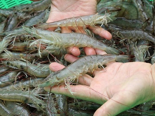 Lầy như fan U23: Tưởng tượng hẳn một kịch bản xoay quanh chuyện 'thèm ăn tôm' để troll các cầu thủ nhà ta