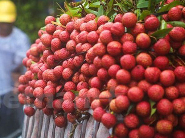 Vải đang vào mùa, nếu có ăn, bạn nhất định phải lưu ý những điều này