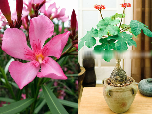 8 loại cây độc như lá ngón, đẹp mấy cũng không được trồng trong nhà