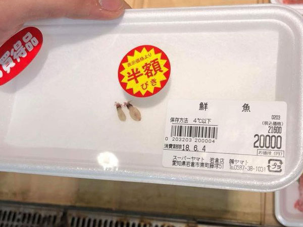 Hai chú mực một nắng to bằng con chấy có giá đến 4 triệu đồng trong siêu thị Nhật khiến dân mạng Việt xôn xao
