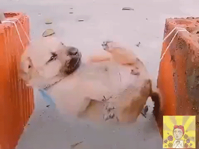 Tiết lộ thú vị về chú chó mắc võng ngủ trưa thảnh thơi nổi tiếng nhất MXH những ngày qua!