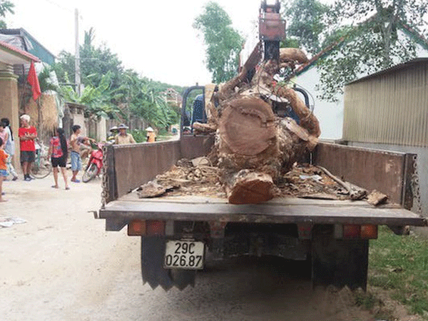 'Hợp đồng' cẩu trộm cây mít hàng chục năm tuổi có giá 40 triệu đồng