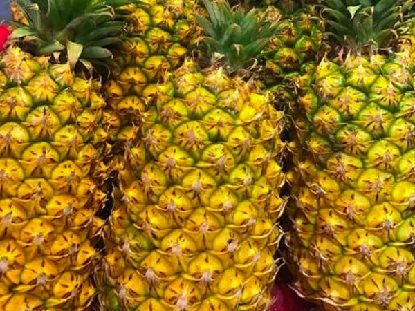 Dứa Việt 2.000 đồng/kg thối đầy đồng, nhà giàu ăn dứa ngoại 300 ngàn/quả