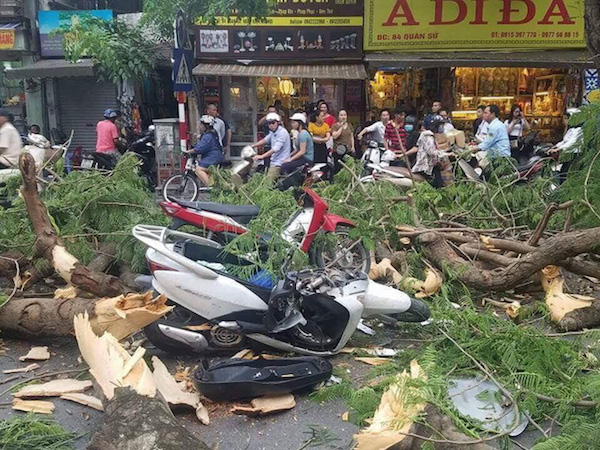Hà Nội: Cây phượng bất ngờ gãy đổ trên phố Quán Sứ, 5 người nguy kịch trong đó có 2 trẻ em