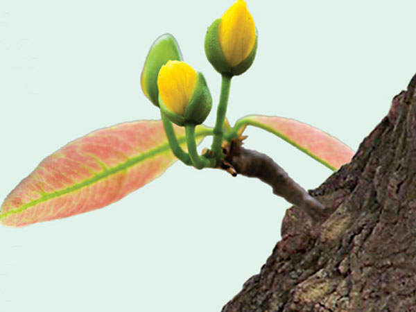 Tản mạn chuyện… bỗng trỗi dậy, bừng bừng