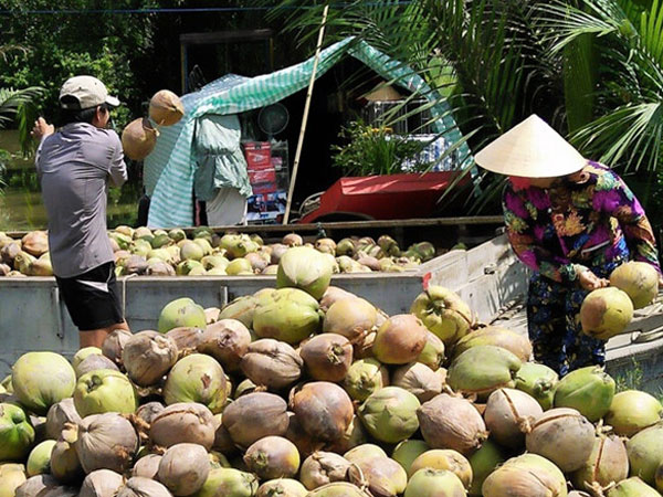 Giá dừa Bến Tre thấp kỷ lục 2.500 đồng/trái vì Trung Quốc ngưng mua
