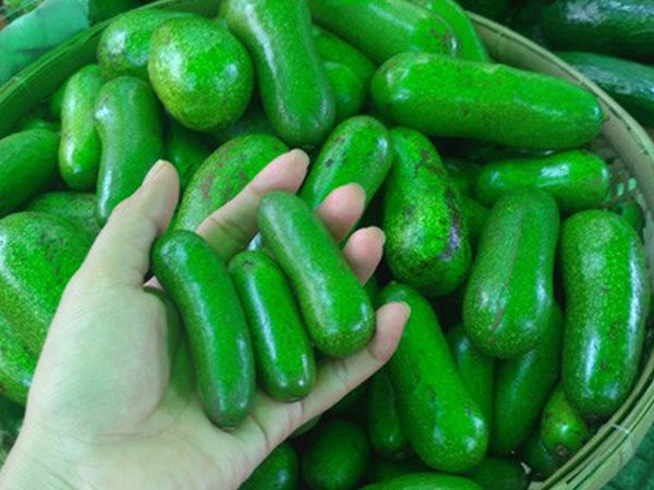 'Siêu phẩm' bơ tí hon không hạt khiến người tiêu dùng trố mắt