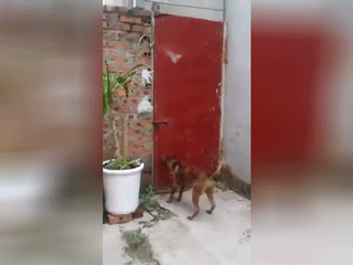 Clip: Con boss có kỹ thuật vượt ngục siêu đẳng, tường cao rào thép cũng không cản được tinh thần ham vui